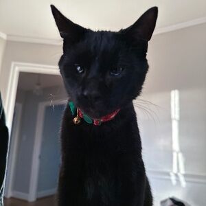 Meet your Posher, Ally